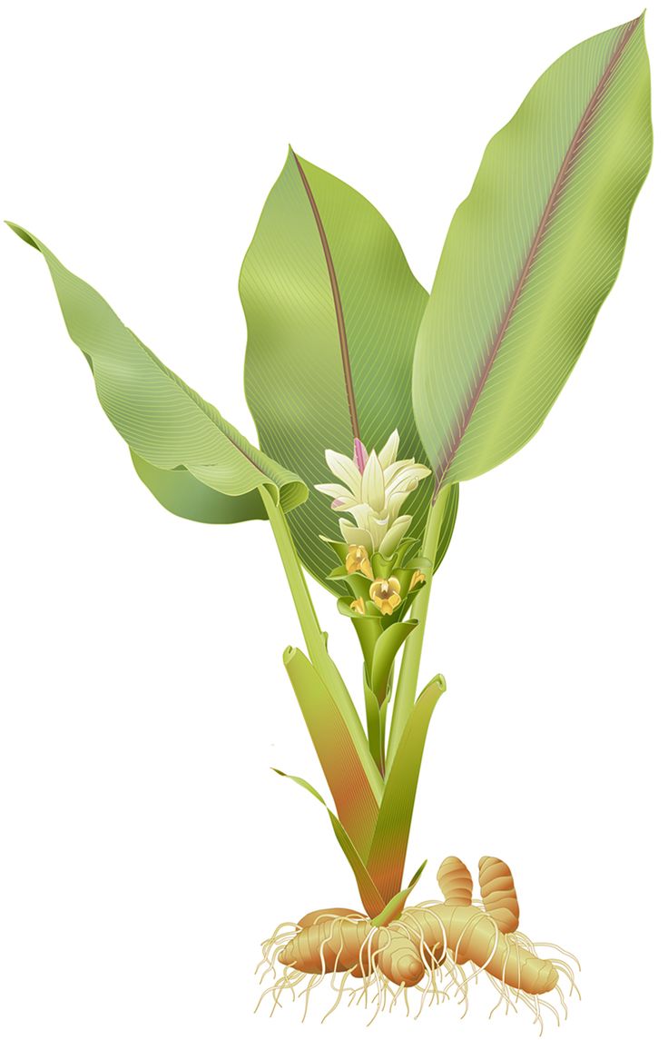 خواص درمانی گیاه زردچوبه