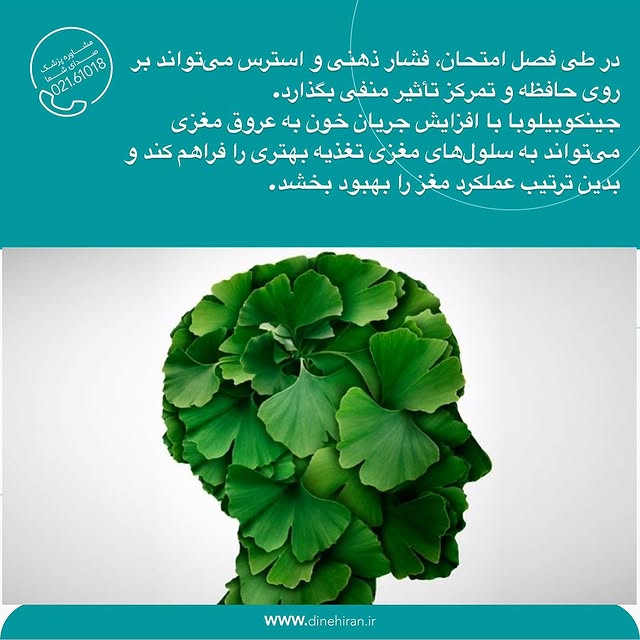 تاثیر گیاه جینکگو بیلوبا در تقویت حافظه