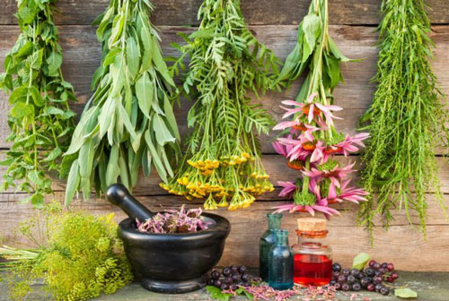 بهترین گیاهان دارویی