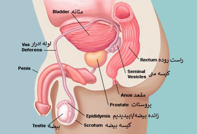 پروستات در کدام قسمت قرار دارد