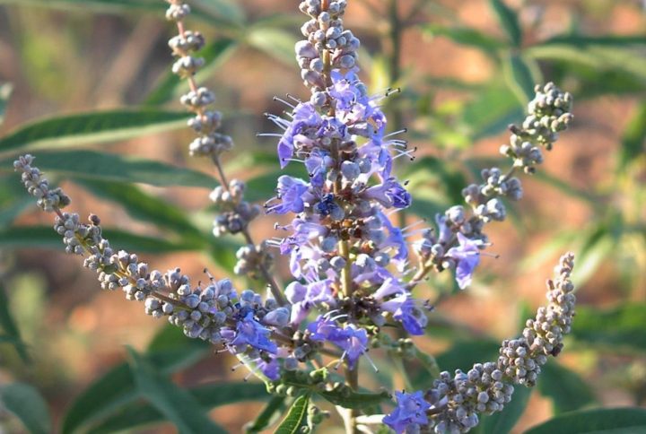 معرفی قرص گیاهی فمودین دینه برای درمان اختلالات قاعدگی