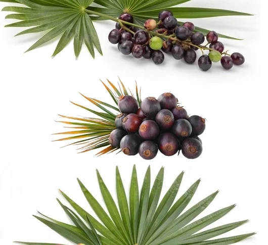 گیاه نخل اره ای