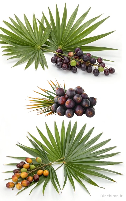 saw palmetto
