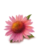 عکس گل اکیناسه