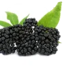عکس میوه آقطی