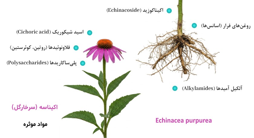 عکس گیاه اکیناسه