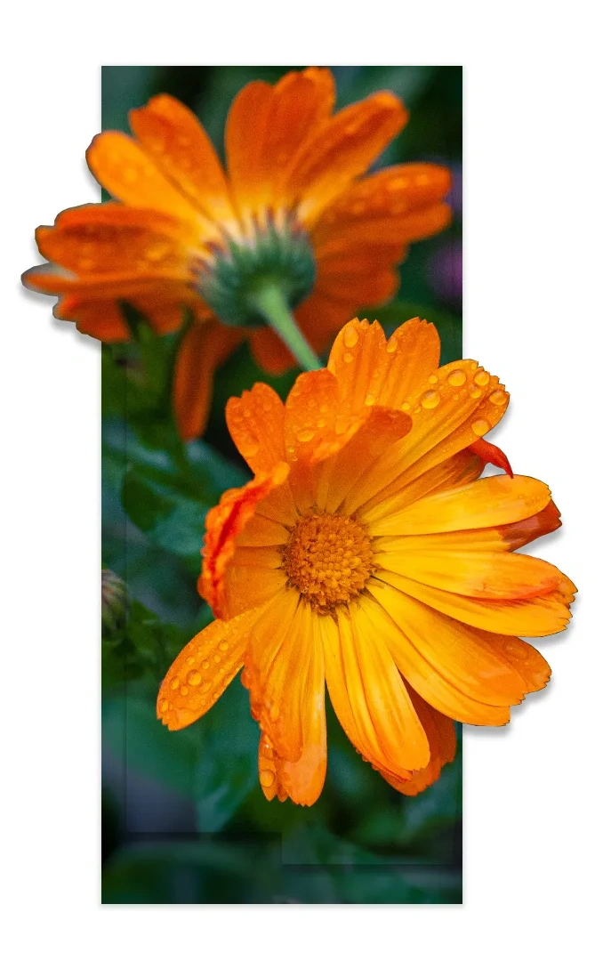 calendula officinalis