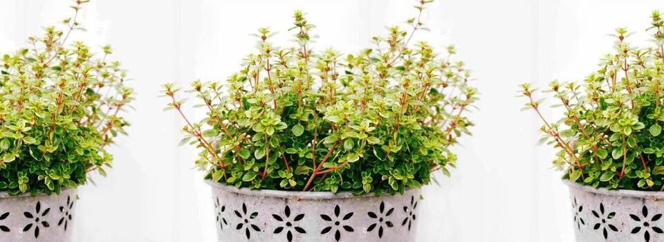 عکس آویشن