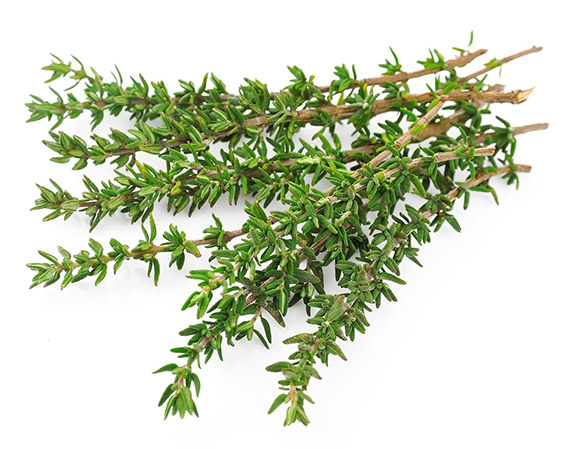 عکس گیاه آویشن
