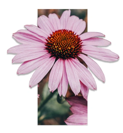 Benefits of Echinacea
