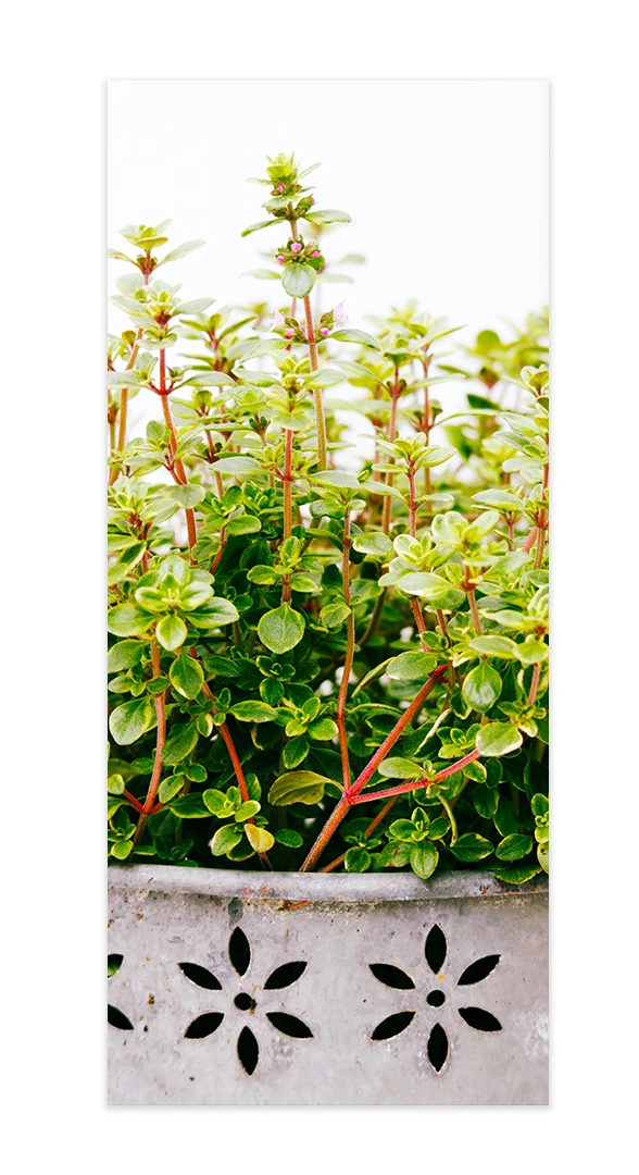 thymus