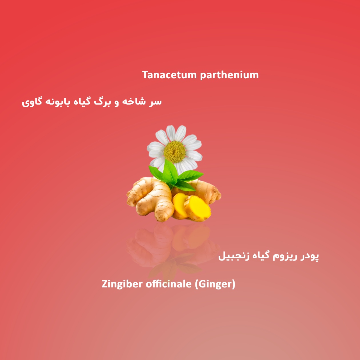 خواص قرص گیاهی میگرادین