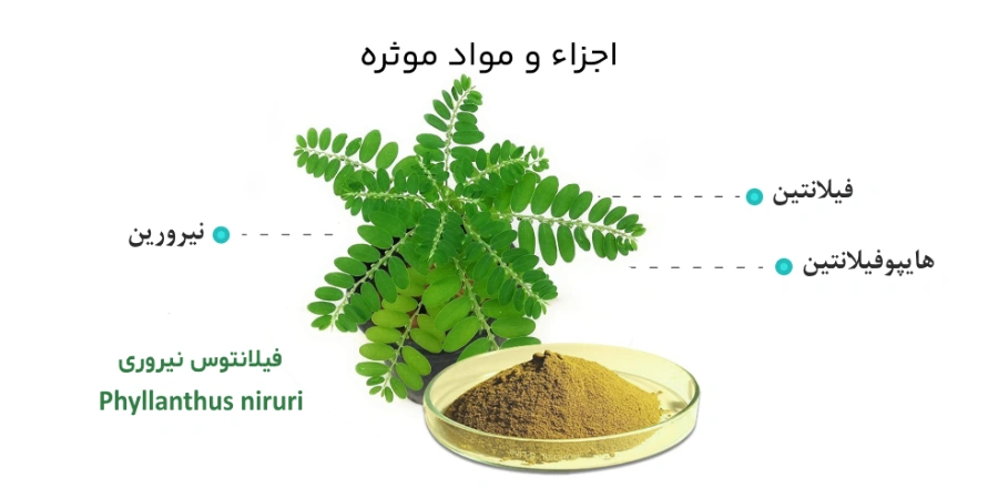 ترکیبات موثر فیلانتوس نیروری در درمان سنگ کلیه و صفرا