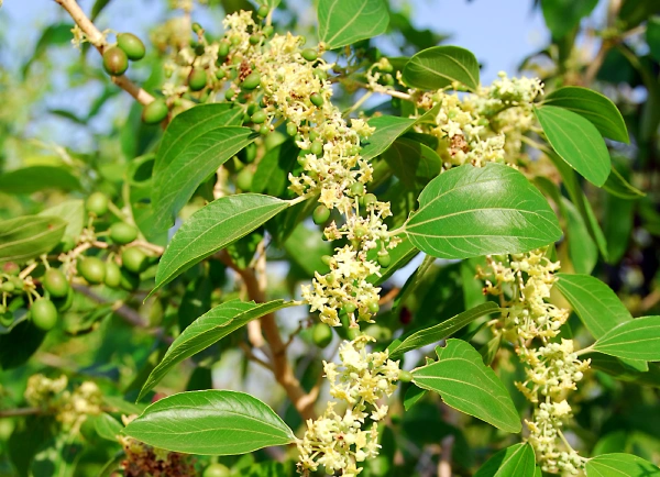 خواص برگ و میوه درخت سدر (کنار)
