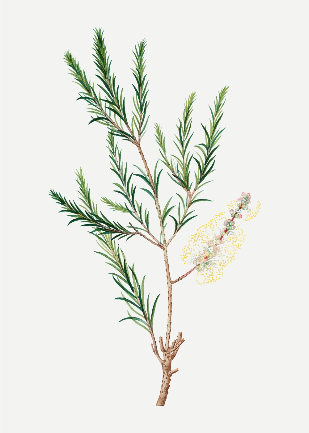 درخت چای چیست و خواص درمانی روغن درخت چای