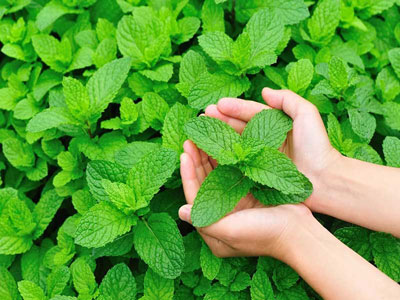گیاه نعنا برای درمان سوختگی 