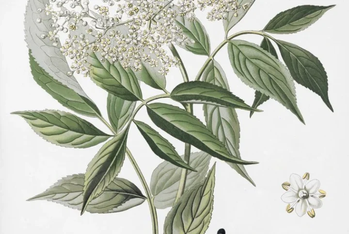 آقطی (الدربری)