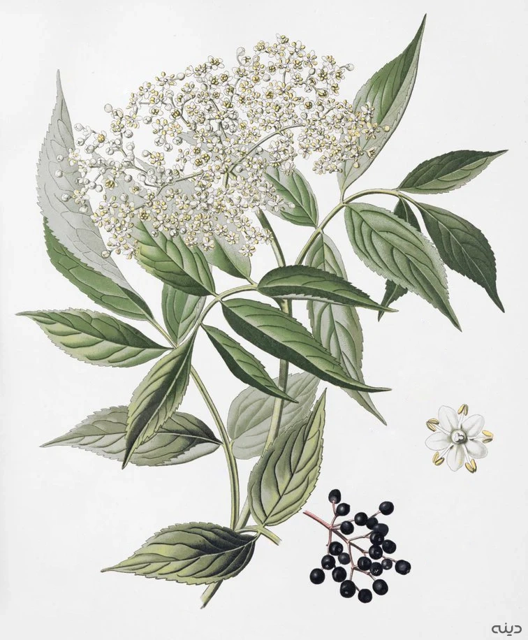 گیاه دارویی آقطی سیاه