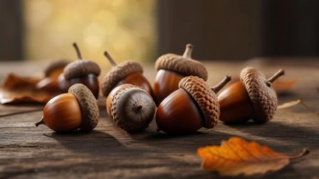 میوه بلوط