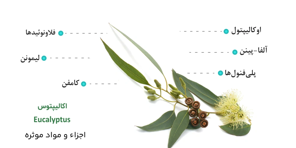 خواص اکالیپتوس