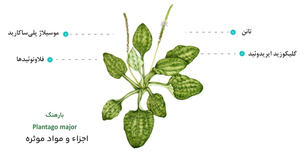 مواد موثره گیاه بارهنگ
