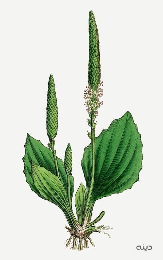 خواص گیاه بارهنگ چیست
