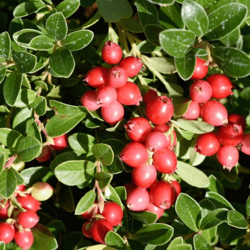 عکس گیاه زغال اخته