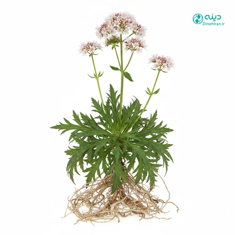 سنبل الطیب چه شکلیه