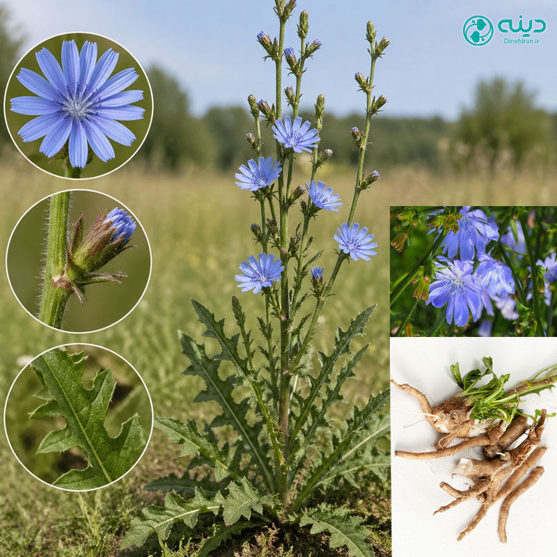 خواص کاسنی برای سلامتی