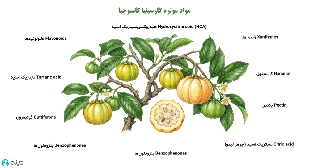 مواد موثره گارسینیا کامبوجیا