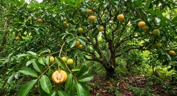 عکس میوه گارسینیا کامبوجیا
