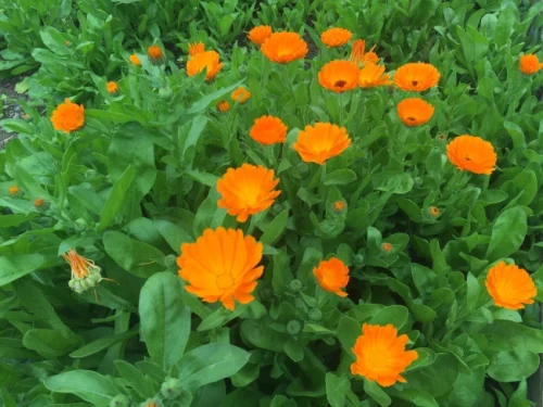 عکس گل همیشه بهار (کالاندولا)