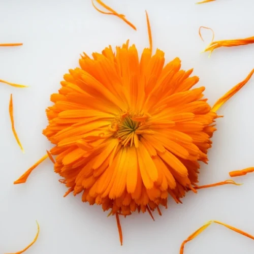 گل همیشه بهار