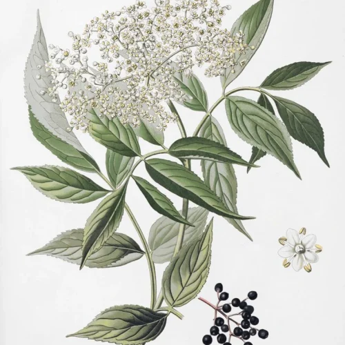 گیاه دارویی آقطی سیاه