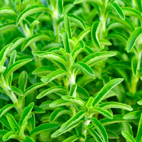 گیاه استویا