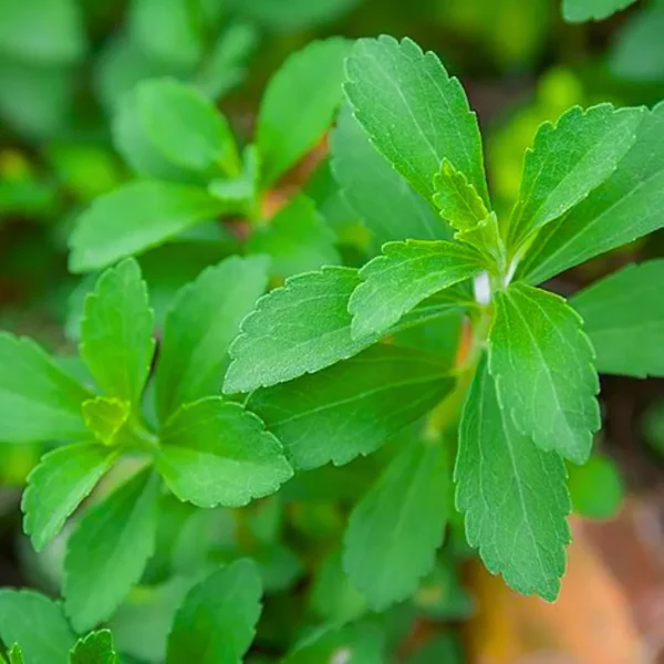 نحوه کاشت گیاه استویا