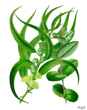 اکالیپتوس گلوبولوس