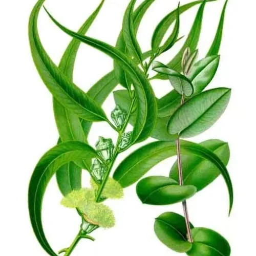 اکالیپتوس گلوبولوس