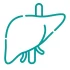 liver