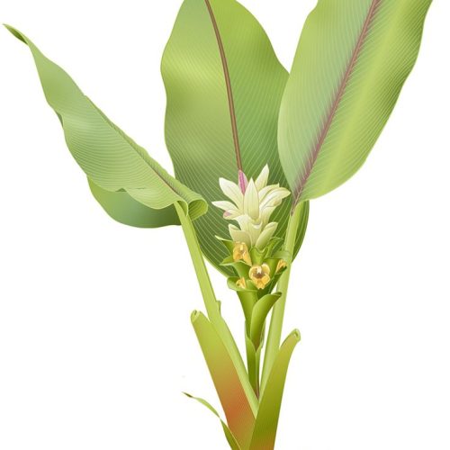 خواص درمانی گیاه زردچوبه