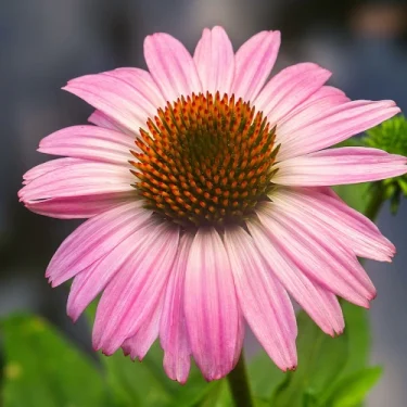 گیاه اکیناسه چه خواصی دارد