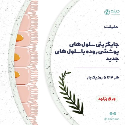 سلامت سلولهای روده